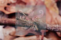 登錄號:F0010371藏品圖，第4張