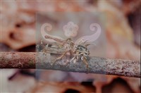 登錄號:F0010371藏品圖，第5張