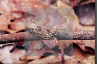 登錄號:F0010371藏品圖，第6張