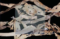 登錄號:F0010373藏品圖，第4張