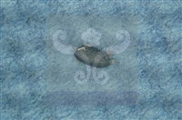 登錄號:F0010373藏品圖，第12張