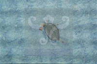 登錄號:F0010373藏品圖，第14張