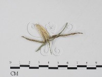 登錄號:F0010374藏品圖，第1張