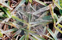 登錄號:F0010374藏品圖，第4張