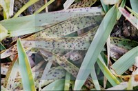 登錄號:F0010374藏品圖，第5張