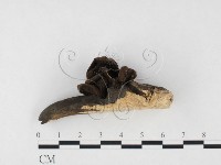 登錄號:F0010376藏品圖，第3張