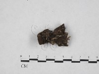 登錄號:F0010376藏品圖，第4張