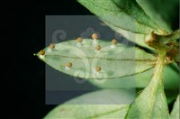 登錄號:F0010378藏品圖，第3張