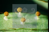 登錄號:F0010378藏品圖，第4張