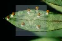 登錄號:F0010378藏品圖，第5張