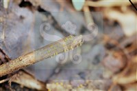 登錄號:F0010379藏品圖，第4張