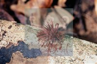 登錄號:F0010381藏品圖，第4張