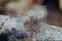 登錄號:F0010381藏品圖，第5張