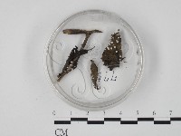 登錄號:F0010383藏品圖，第1張