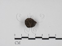 登錄號:F0010392藏品圖，第1張