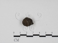 登錄號:F0010392藏品圖，第3張