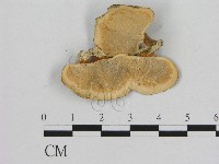 相鄰小孔菌藏品圖，第3張