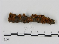 刺革菌屬藏品圖，第1張
