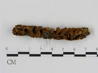 刺革菌屬藏品圖，第3張