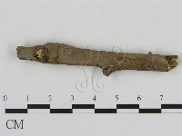 刺革菌屬藏品圖，第1張