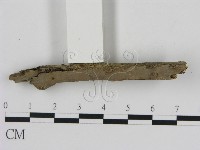 刺革菌屬藏品圖，第3張