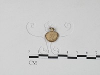 栓菌屬藏品圖，第1張