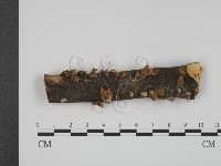 登錄號:F0010406藏品圖，第1張