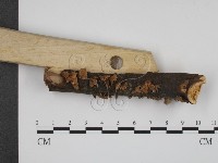 登錄號:F0010406藏品圖，第3張