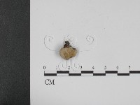登錄號:F0010408藏品圖，第1張