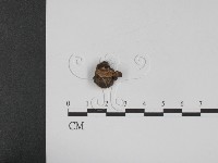 登錄號:F0010408藏品圖，第3張