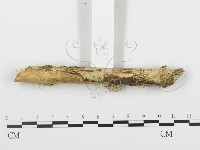 登錄號:F0010417藏品圖，第1張
