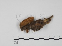 登錄號:F0010419藏品圖，第1張