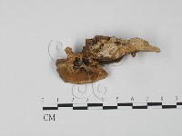 登錄號:F0010419藏品圖，第3張