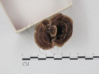 登錄號:F0010420藏品圖，第1張