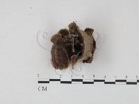 登錄號:F0010420藏品圖，第4張