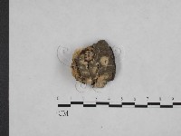 絲齒菌屬藏品圖，第1張