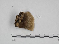 登錄號:F0010422藏品圖，第3張