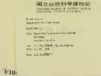 絲齒菌屬藏品圖，第2張