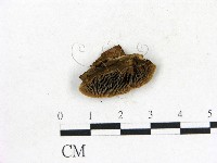 登錄號:F0010424藏品圖，第1張