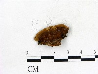 登錄號:F0010424藏品圖，第3張