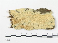 登錄號:F0010429藏品圖，第1張