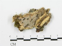 登錄號:F0010432藏品圖，第5張