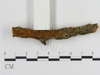 纖孔菌屬藏品圖，第1張
