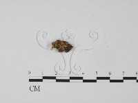 韌革菌屬藏品圖，第3張