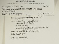 燈籠囊擬射脈菌藏品圖，第2張