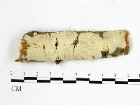 燈籠囊擬射脈菌藏品圖，第1張
