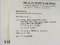 刺革菌屬藏品圖，第2張