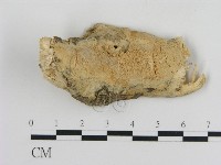 登錄號:F0010445藏品圖，第1張