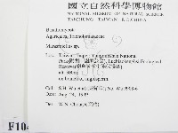 微皮傘屬藏品圖，第2張