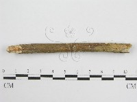 微皮傘屬藏品圖，第1張